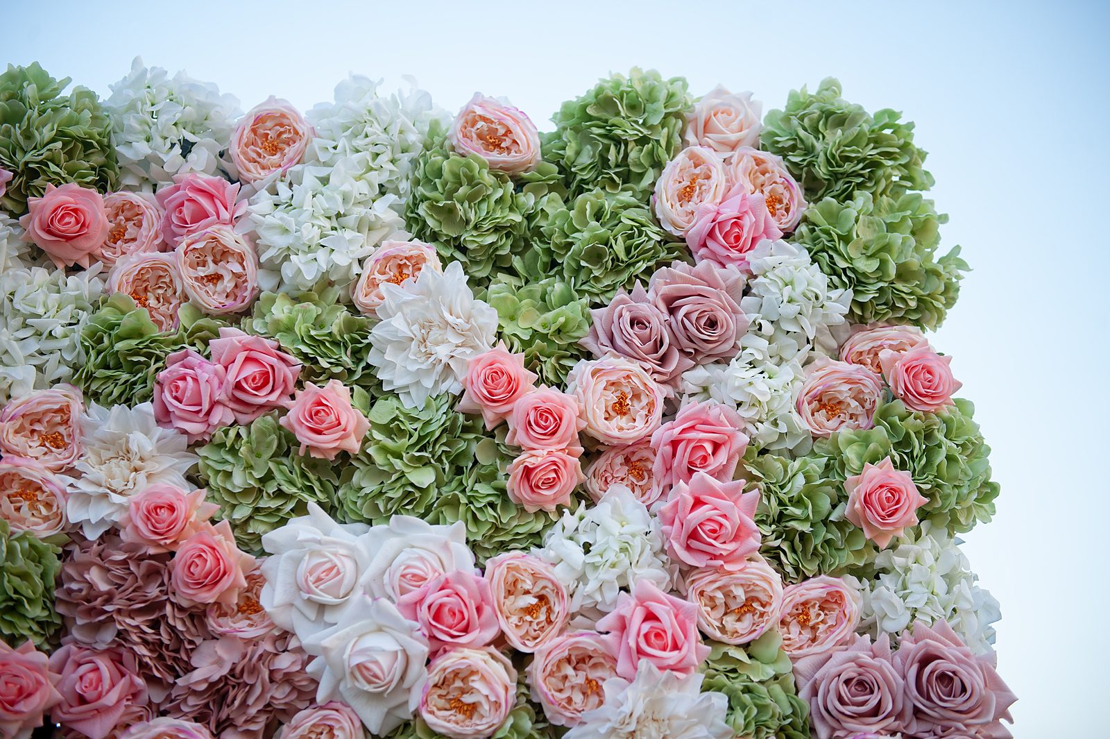 Close-up of ivory hydrangea and peach garden roses in the English Garden flower wall